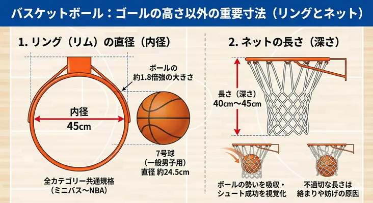 バスケットボールゴールの重要寸法図：リング（リム）の内径45cm、ネットの長さ40cm～45cm。7号球（直径約24.5cm）とのサイズ比較や、ミニバスからNBAまで全カテゴリー共通規格であることを解説