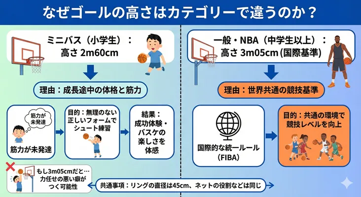 バスケットボールのゴールの高さがミニバス（2m60cm）と一般・NBA（3m05cm）で違う理由と目的を解説した比較図解。小学生（ミニバス）用は成長期の体格や未発達な筋力に合わせ、無理のない正しいシュートフォームを習得し成功体験を得るために低く設定されている。中学生以上（一般・NBA）用はFIBA国際基準の305cmで統一され、世界共通の環境で競技レベルを向上させることが目的。リングの直径（45cm）は全カテゴリー共通だが、小学生が高さ3m05cmで練習すると力任せの悪い癖がつくリスクがある点も図説されている。