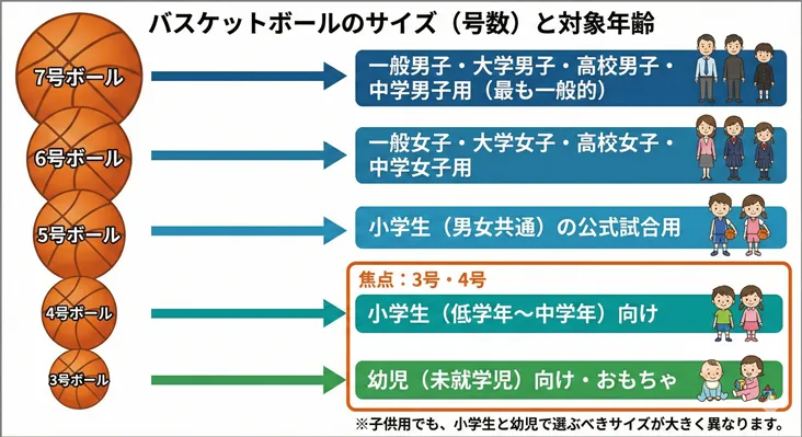バスケットボールのサイズ(号数)と対象年齢・性別をまとめた比較一覧表。7号ボールは一般・大学・高校・中学男子用(最も一般的)。6号ボールは一般・大学・高校・中学女子用。5号ボールは小学生(男女共通)の公式試合用。4号は小学校低学年~中学年向け、3号は幼児(未就学児)向けのおもちゃ・レクリエーション用。ボールの大きさと適正年齢の選び方がイラスト付きで解説されています。