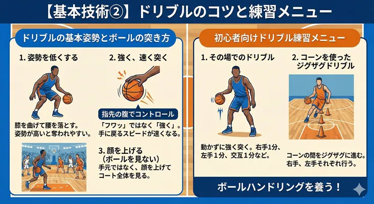 バスケットボールのドリブルのコツ（姿勢を低く・強く突く・顔を上げる）と初心者向け練習メニュー（その場・コーン使用）の解説図解