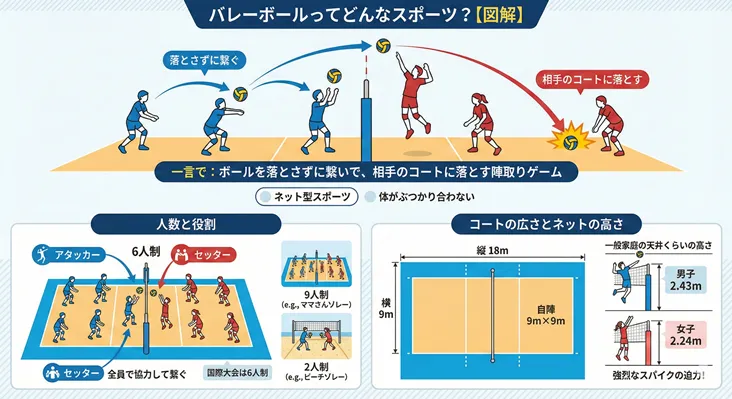 バレーボールの基本ルールと特徴をまとめた図解。ボールを落とさず繋いで相手コートに落とすゲーム性の解説、アタッカーやセッターの役割、6人制・9人制・2人制の違い、18m×9mのコートサイズ、男子2.43m・女子2.24mのネットの高さを網羅。